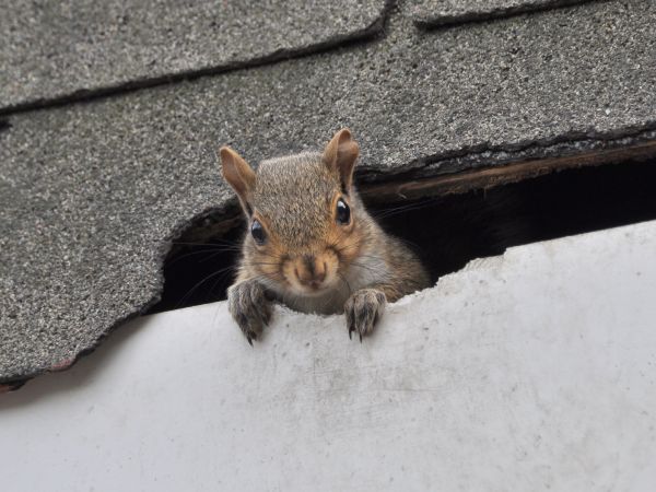 Sevierville Wildlife Removal