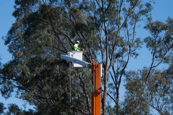 Sevierville Tree Trimming