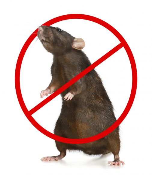 Sevierville Pest Control Service